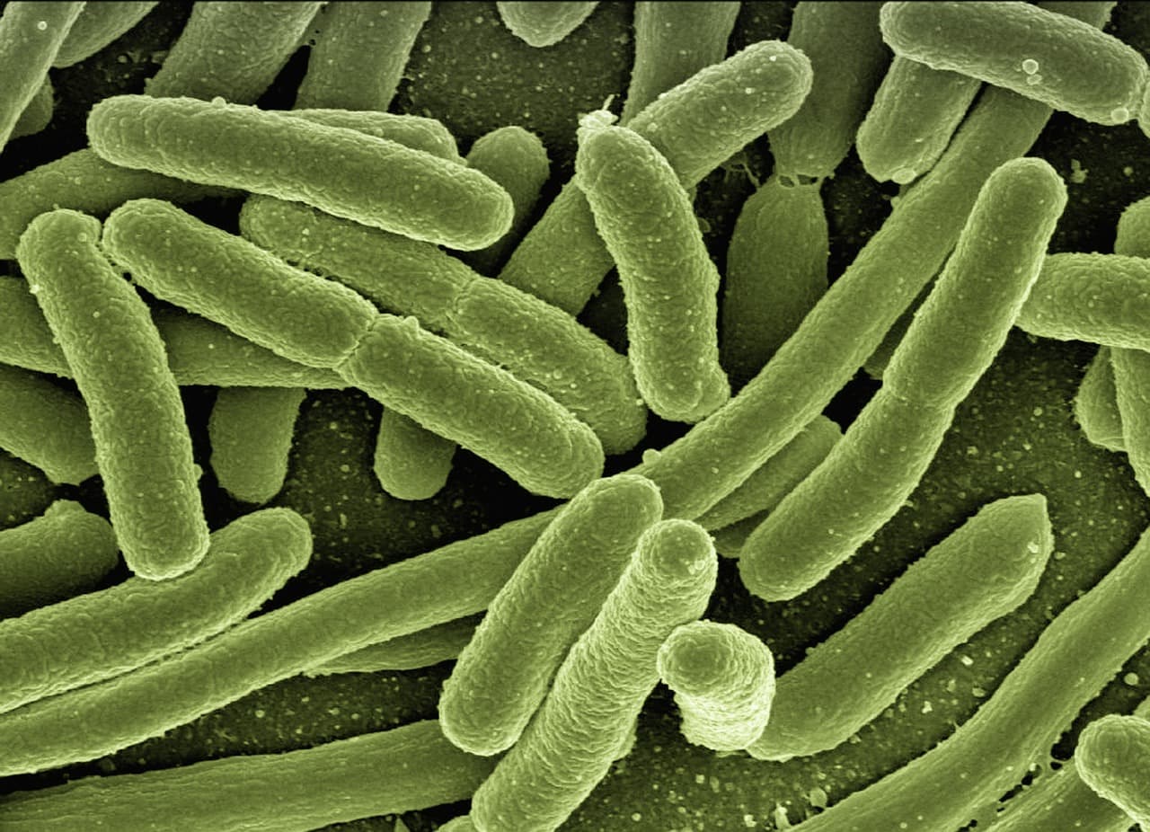 Plant bacterial infection